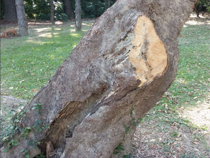 遭到白蟻危害樹木的防治策略與方法